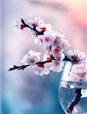 《拈花一笑》